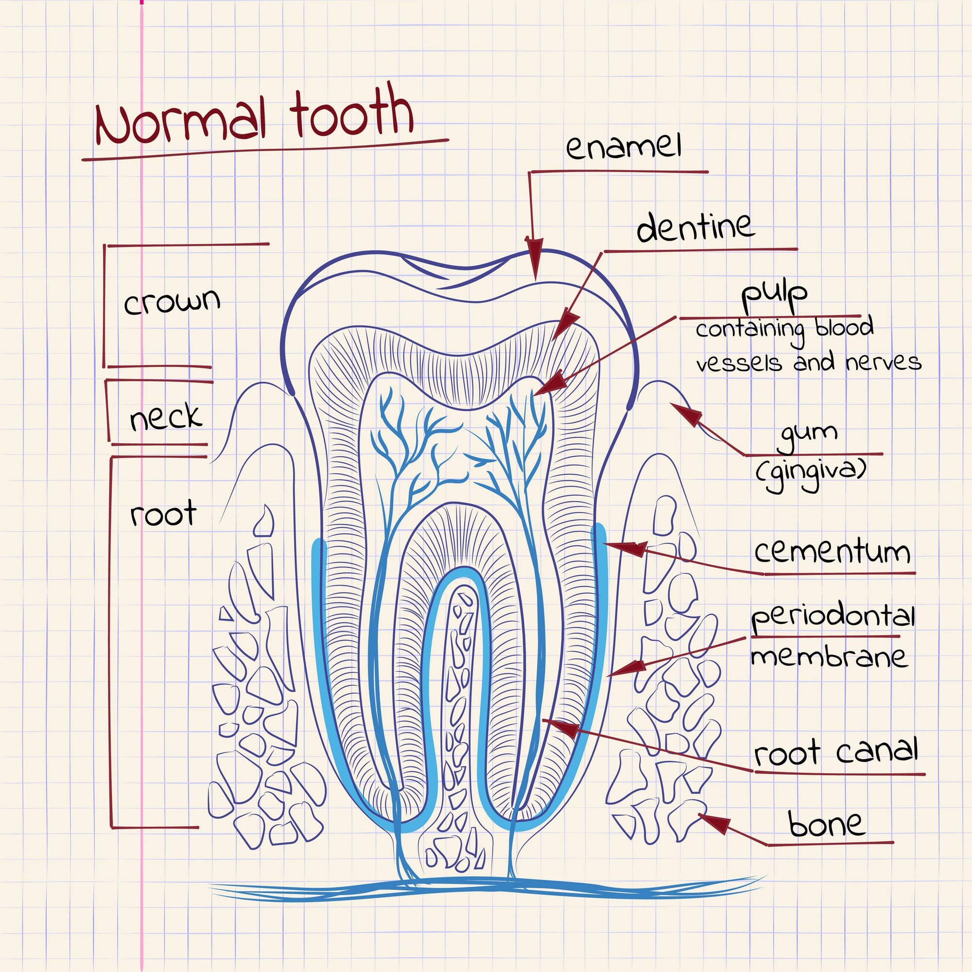 Anatomy drawing of a tooth